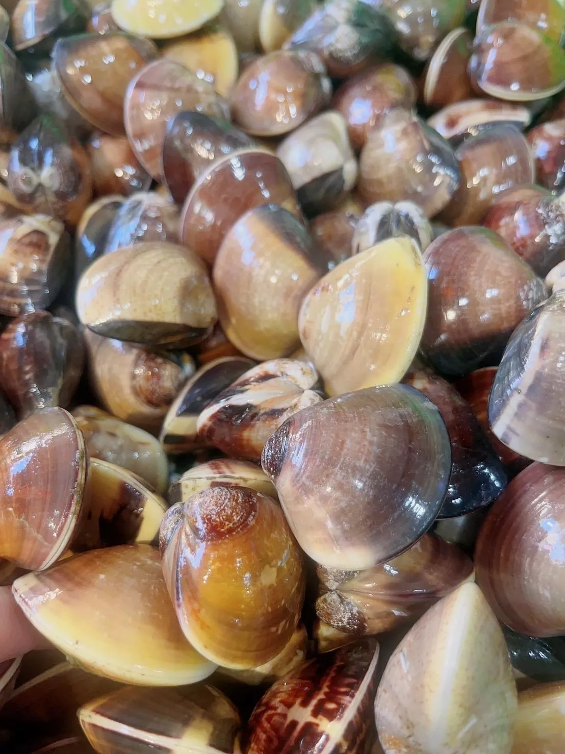 中布袋蛤蜊 600g (附贈海水吐沙