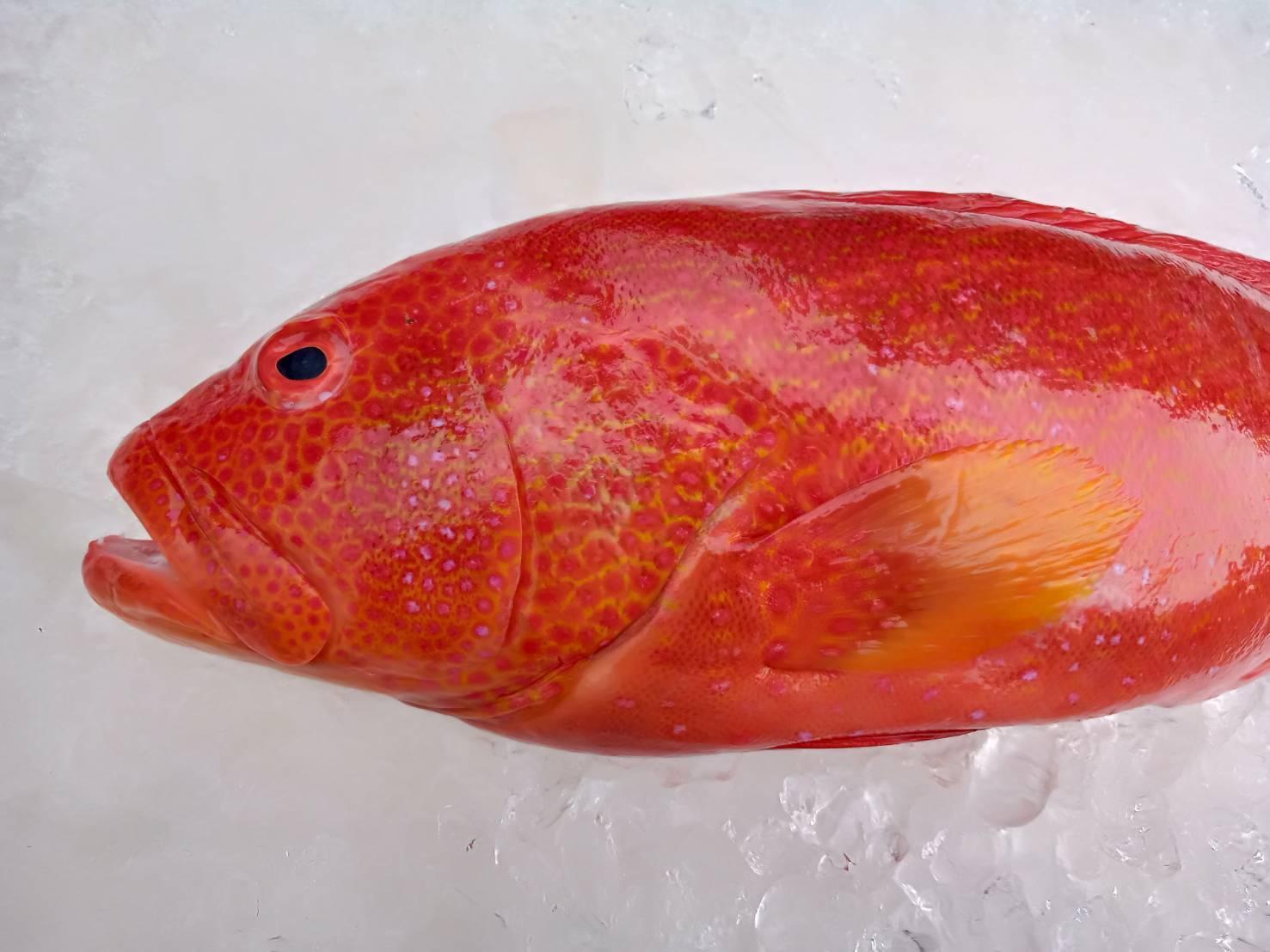 ㊣野生紅條魚 (有大小隻時價)