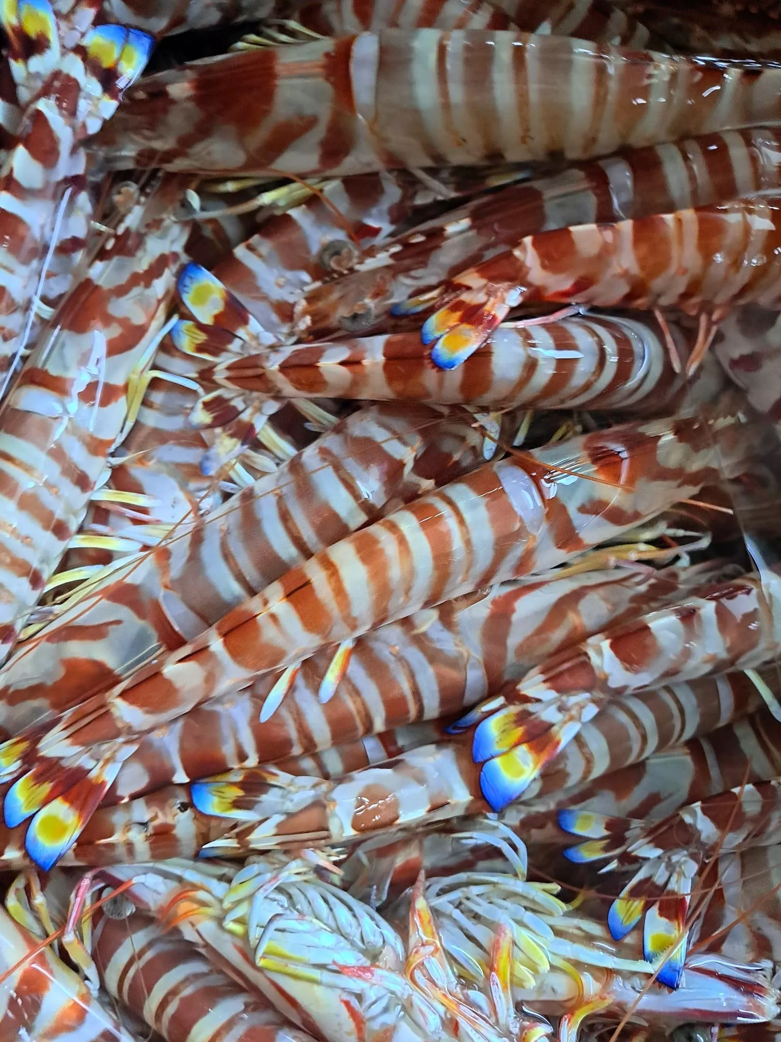 澎湖冰鮮大明蝦 10隻一組 需提前1天訂購