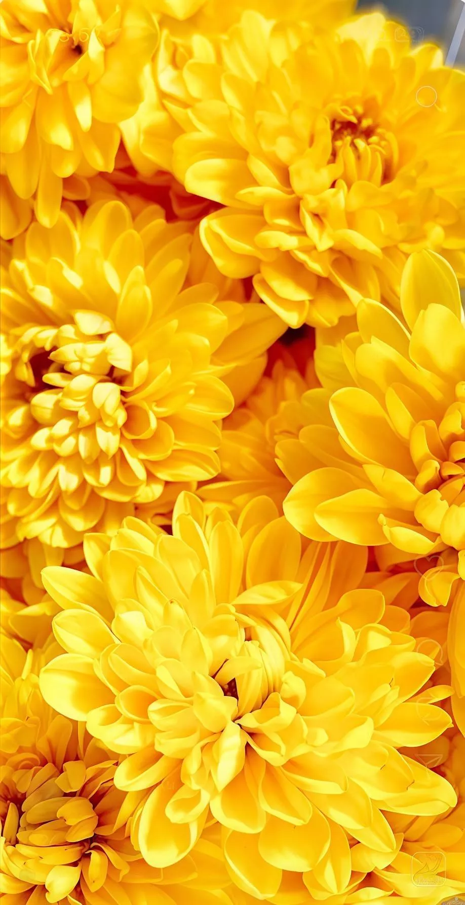 【生鮮食用菊花(大朵/黃)】