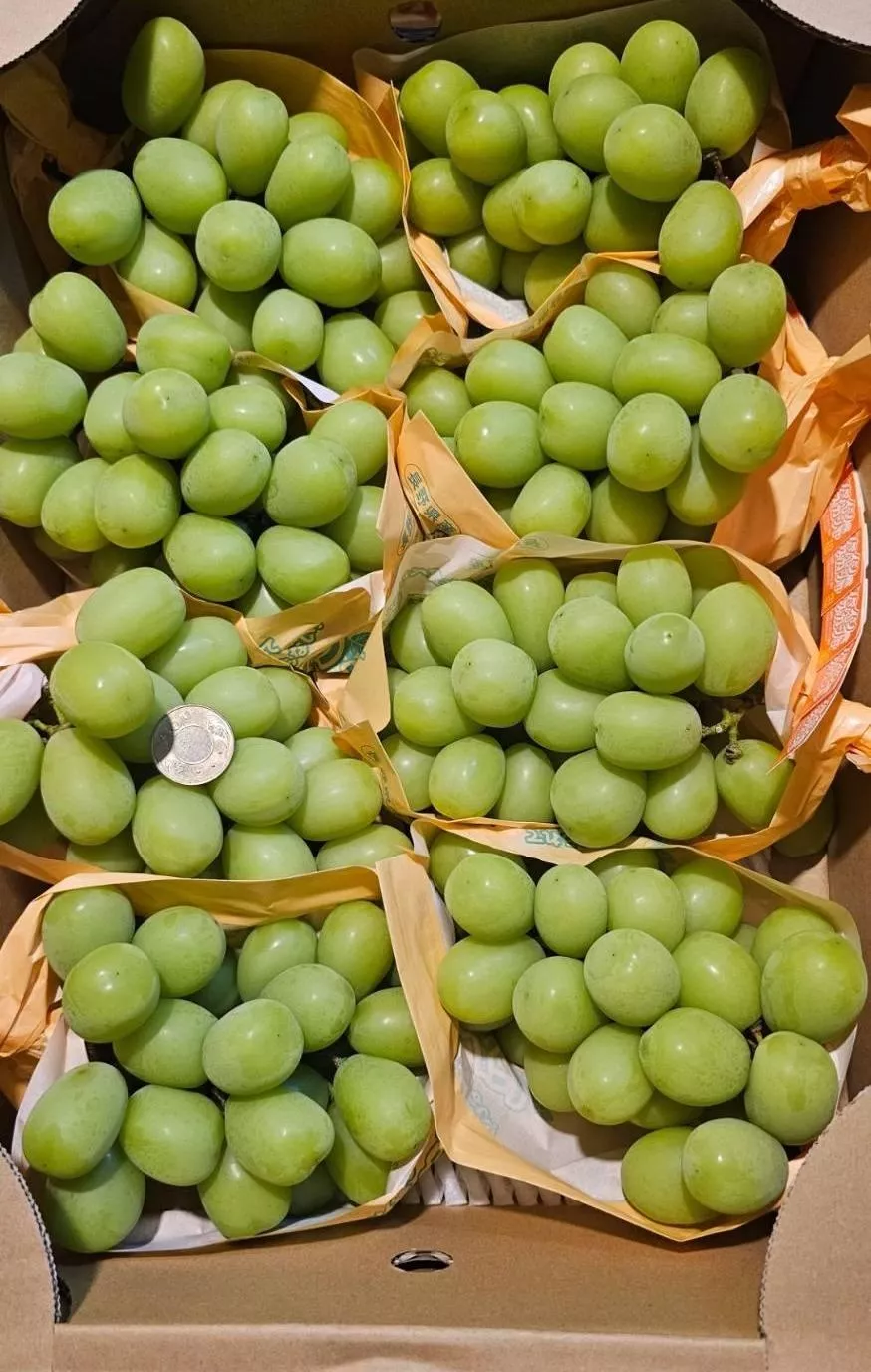 日本🇯🇵空運✈️ 長野麝香葡萄 ~~~超甜濃郁花香  1房禮盒裝