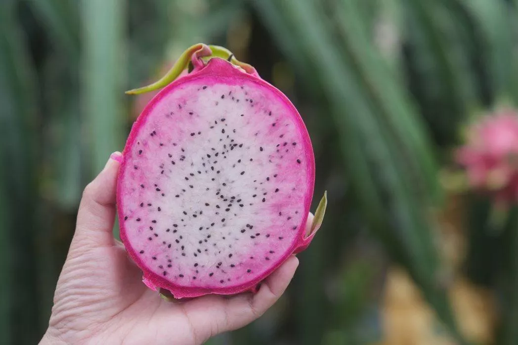 南投富山🥰超美雙色火龍果~~每顆約500克