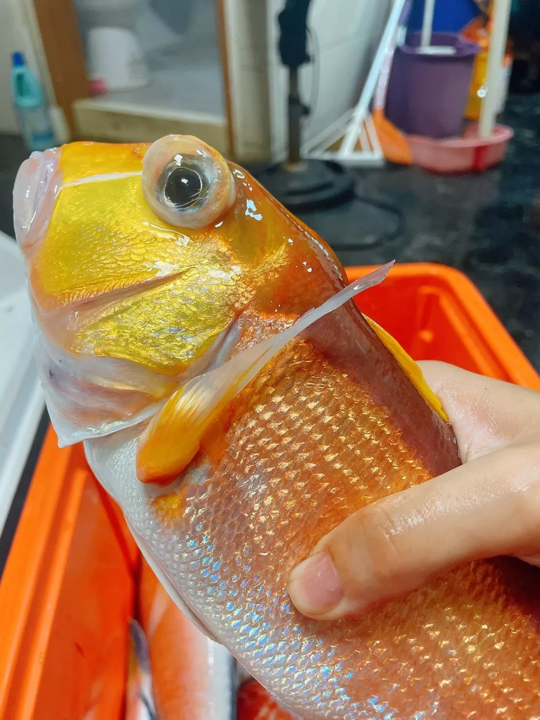 手釣野生金馬頭