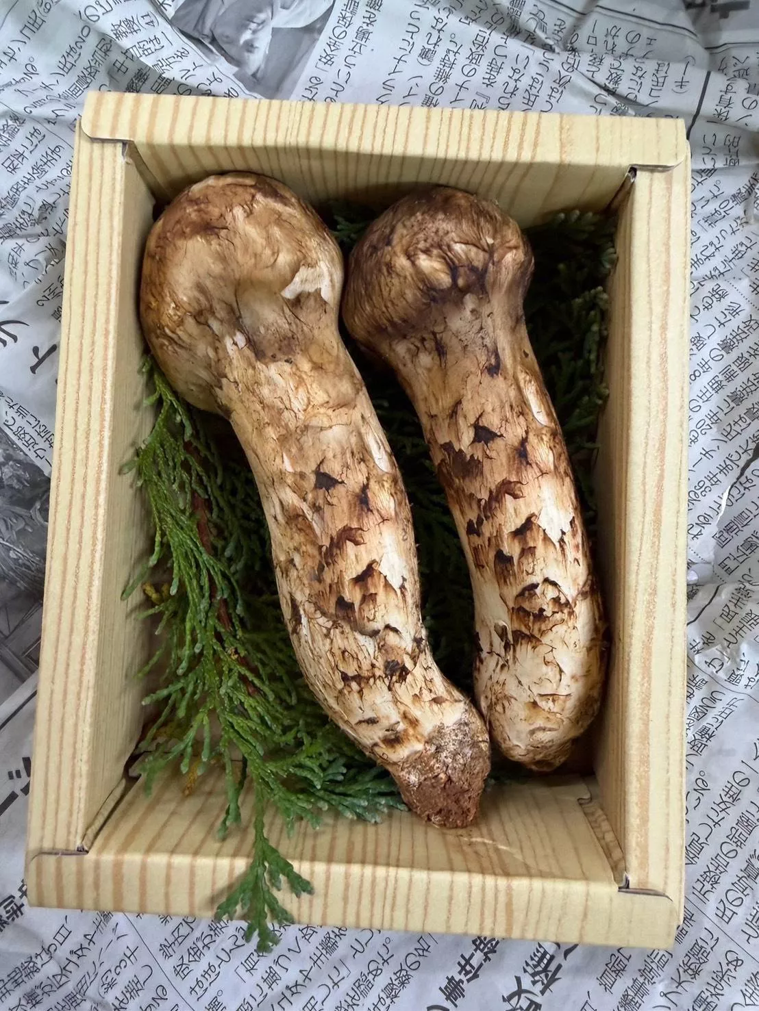 【日本生鮮松茸(信州長野)】 單根 需預訂