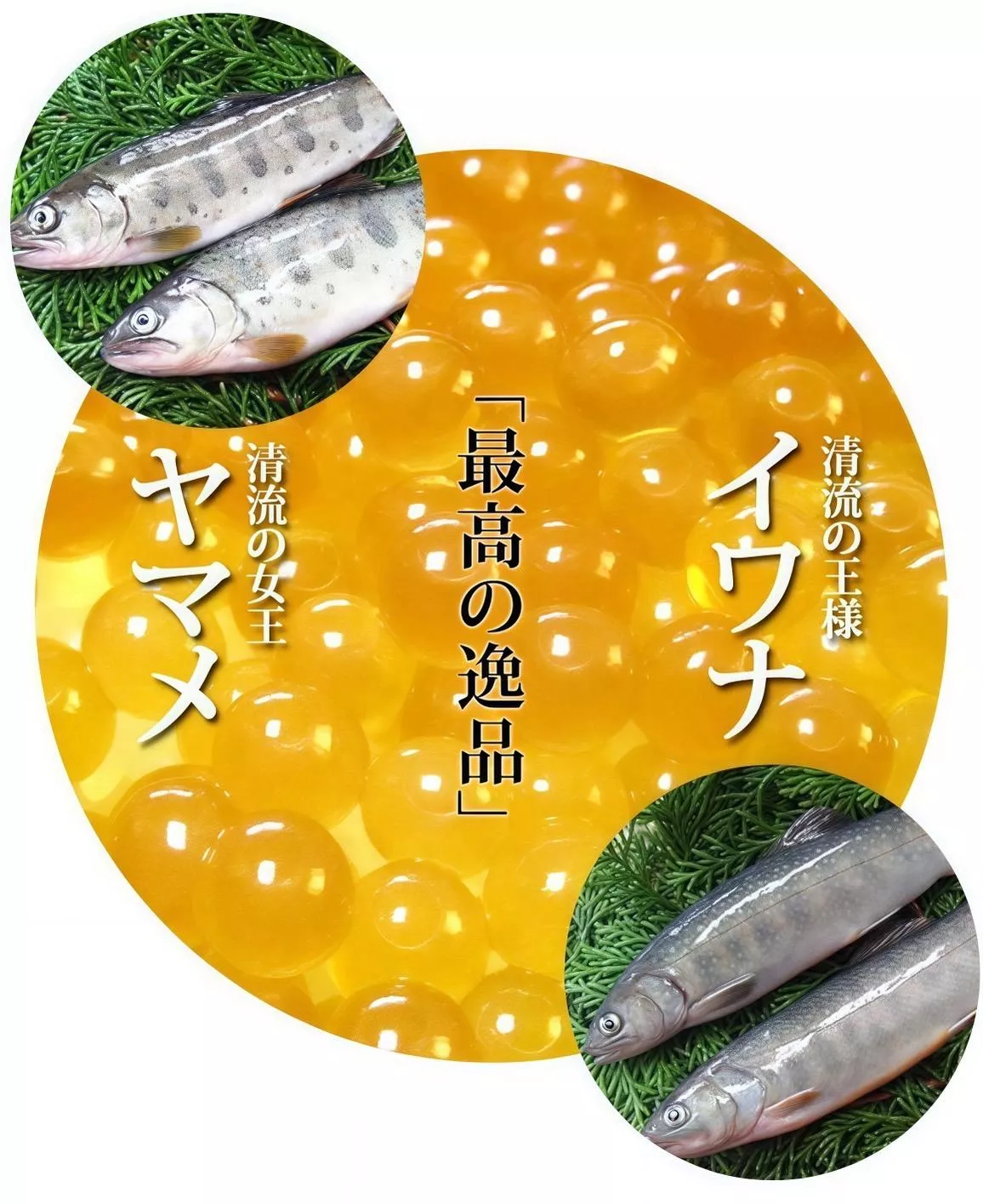 【天然山女魚卵(黃金鮭魚卵)】 可生食 需預訂