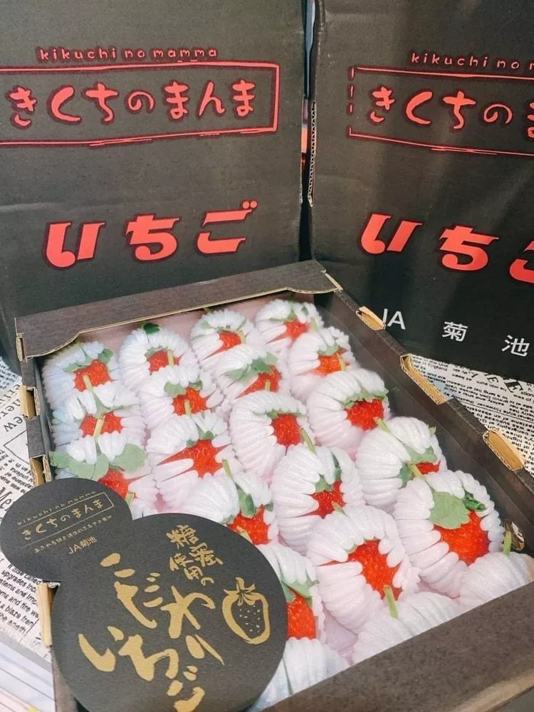 ✨✨草莓中的夢幻逸品✨✨ 🇯🇵頂級黑盒熊本菊池糖蜜草莓🍓｜日本草莓禮盒