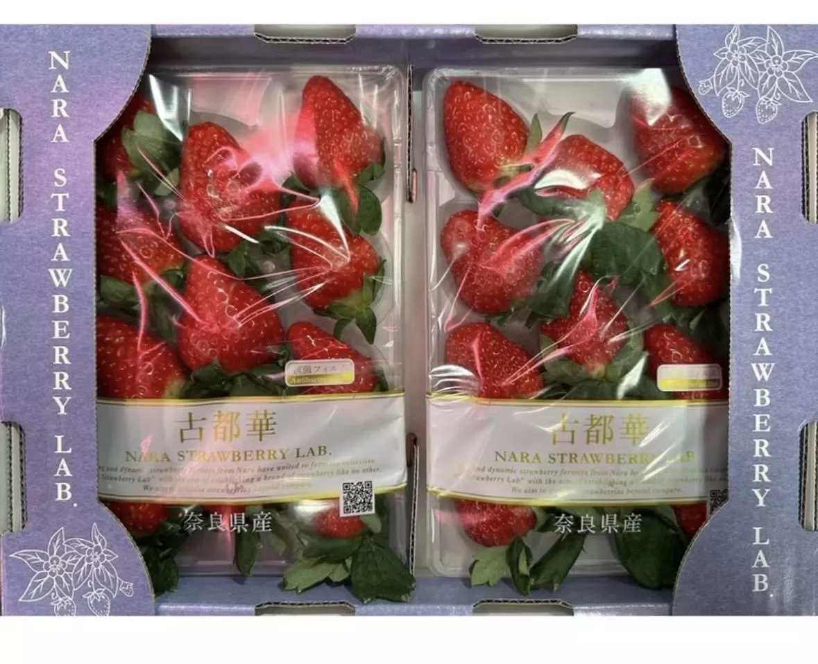 日本古都華草莓 最大粒