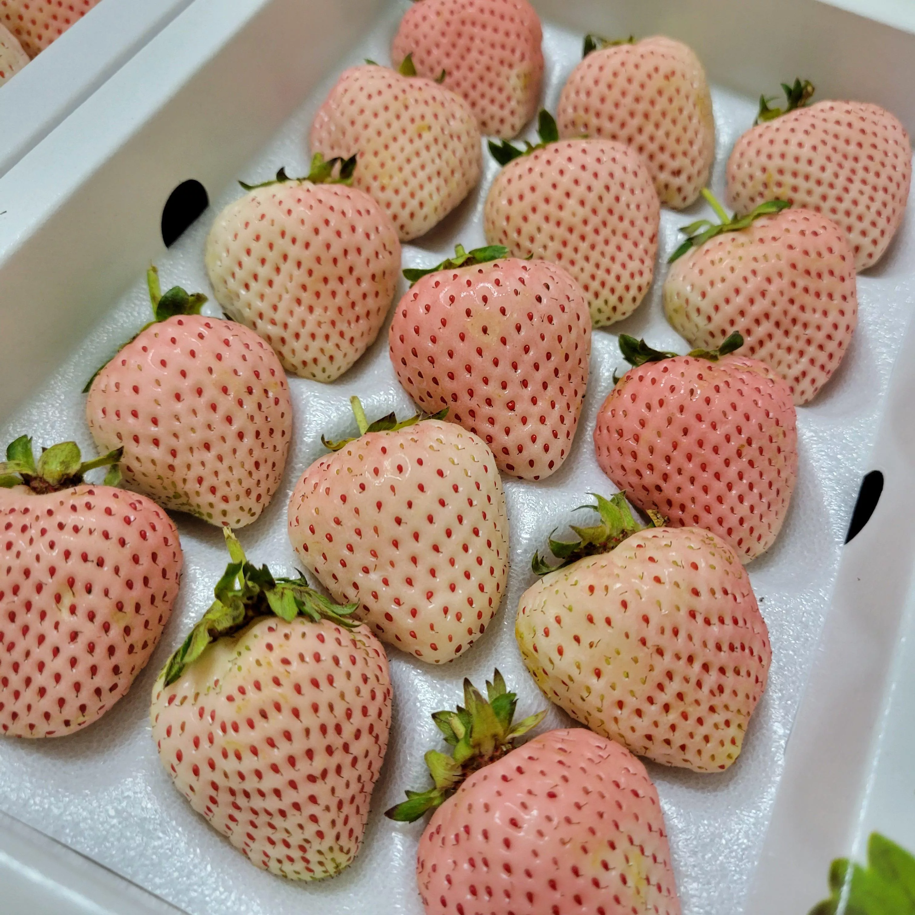 台灣大湖雪白草莓