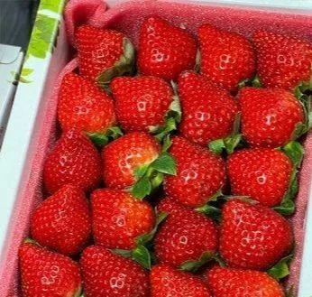 台灣大湖紅草莓