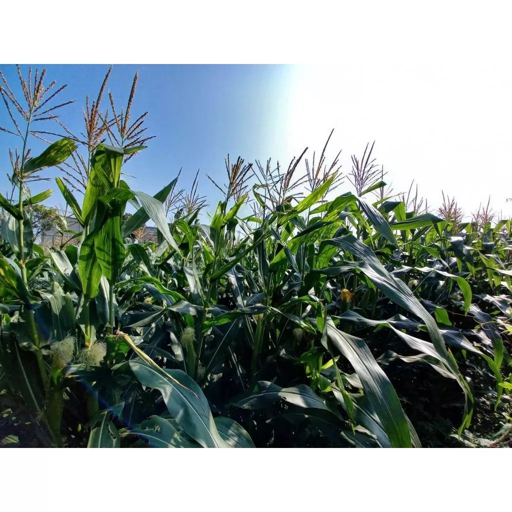 Q甜糯玉米 38元/台斤  - 預購中  ( 1/20前預購10斤送3斤！)(無用藥)