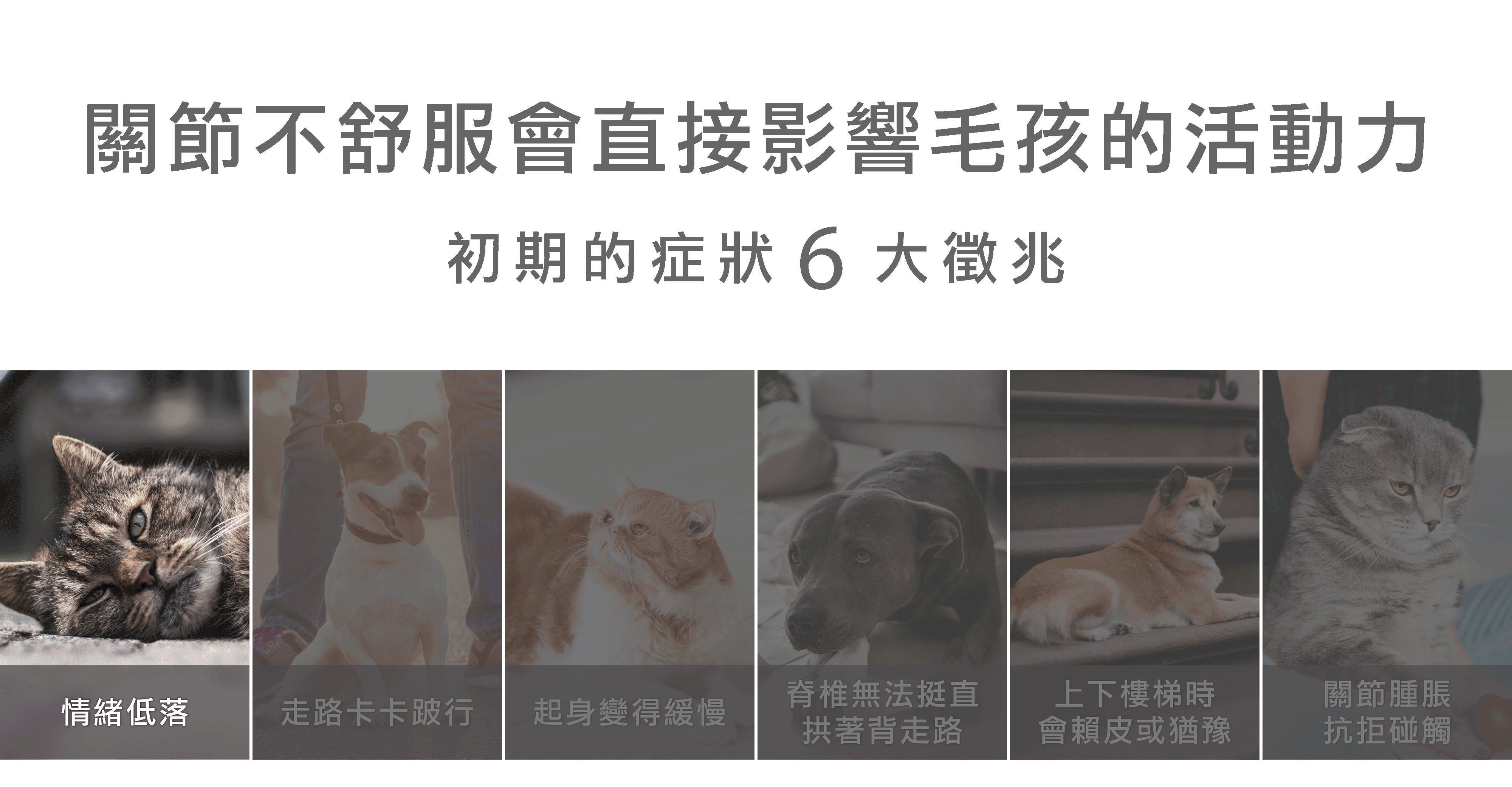 #皮特灣灣 #petsportw #喵汪肌關強 #關節保健 #寵物關節炎 #專利葡萄糖胺 #專利蛋殼膜 #EM300 #BCAA #支鏈胺基酸 #關節靈活 #綠唇貽貝 #合格寵物食品 #滑膜液 #保護軟骨 #強化肌肉 #犬貓適用 #專為毛孩