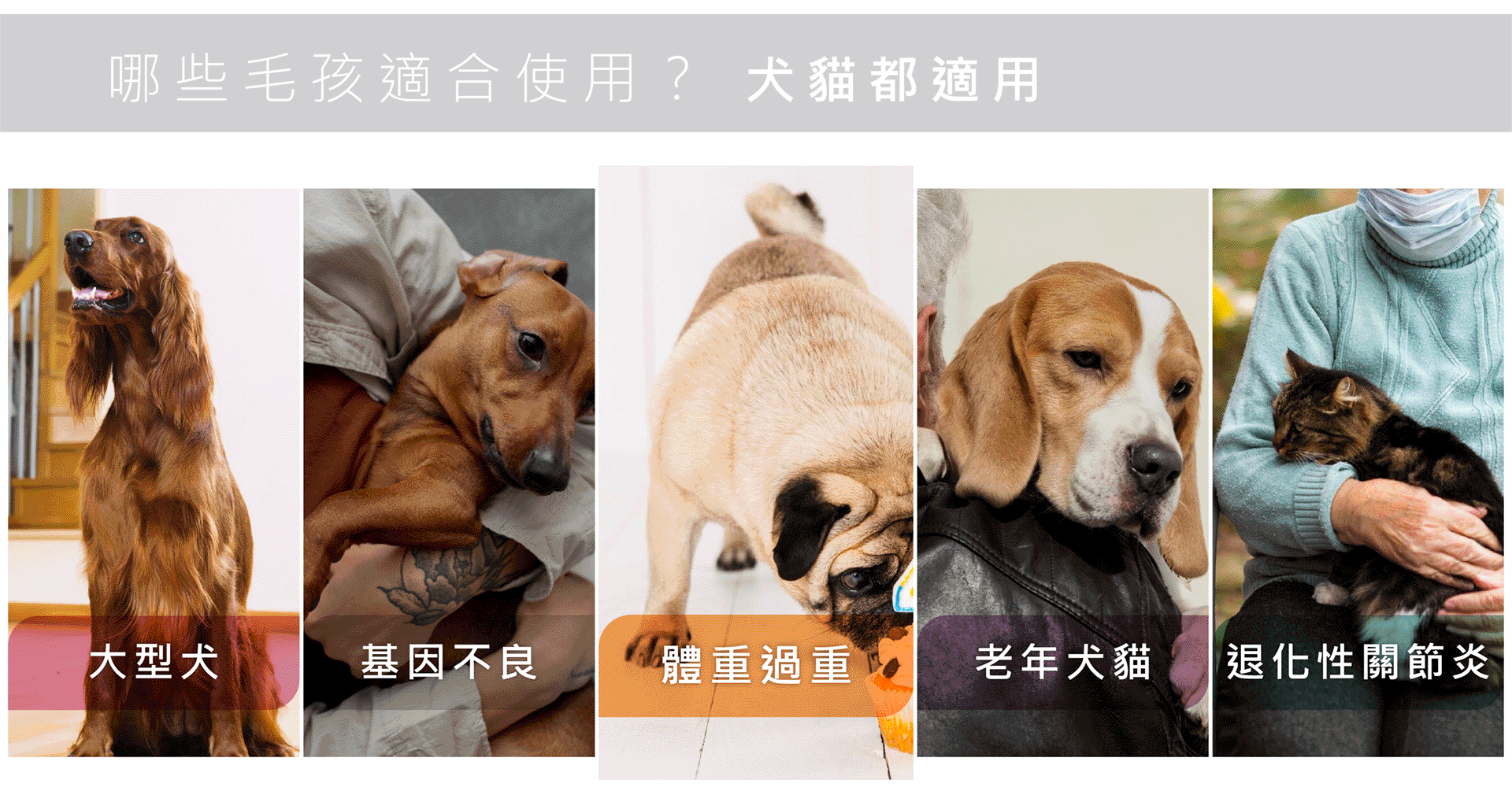 #皮特灣灣 #petsportw #喵汪肌關強 #關節保健 #寵物關節炎 #專利葡萄糖胺 #專利蛋殼膜 #EM300 #BCAA #支鏈胺基酸 #關節靈活 #綠唇貽貝 #合格寵物食品 #滑膜液 #保護軟骨 #強化肌肉 #犬貓適用 #專為毛孩
