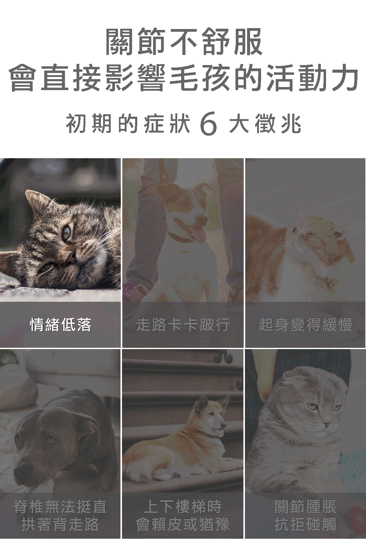 #皮特灣灣 #petsportw #喵汪肌關強 #關節保健 #寵物關節炎 #專利葡萄糖胺 #專利蛋殼膜 #EM300 #BCAA #支鏈胺基酸 #關節靈活 #綠唇貽貝 #合格寵物食品 #滑膜液 #保護軟骨 #強化肌肉 #犬貓適用 #專為毛孩