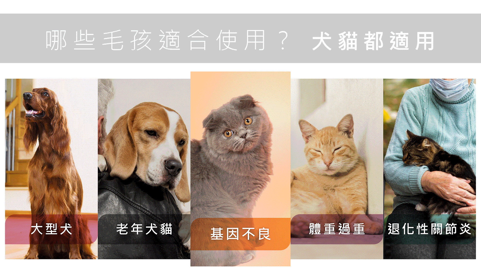 #皮特灣灣 #petsportw #喵汪肌關強 #關節保健 #寵物關節炎 #專利葡萄糖胺 #專利蛋殼膜 #EM300 #BCAA #支鏈胺基酸 #關節靈活 #綠唇貽貝 #合格寵物食品 #滑膜液 #保護軟骨 #強化肌肉 #犬貓適用 #專為毛孩