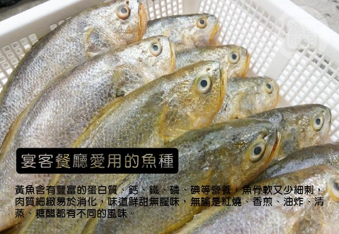 鮮嫩大黃魚400-500g/尾