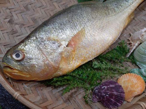 鮮嫩大黃魚400-500g/尾