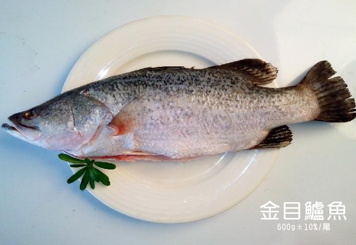 金目鱸魚600-700g-±10%/尾 