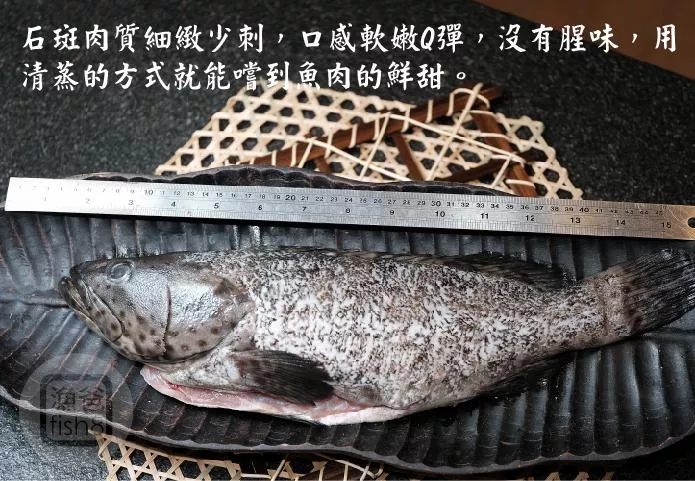 極品鮮凍龍虎斑500-600g±10%/尾