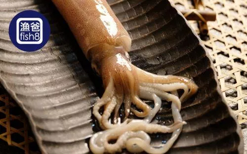 澎湖透抽(300-400g/尾)