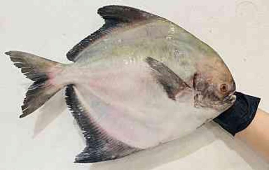 白鯧魚