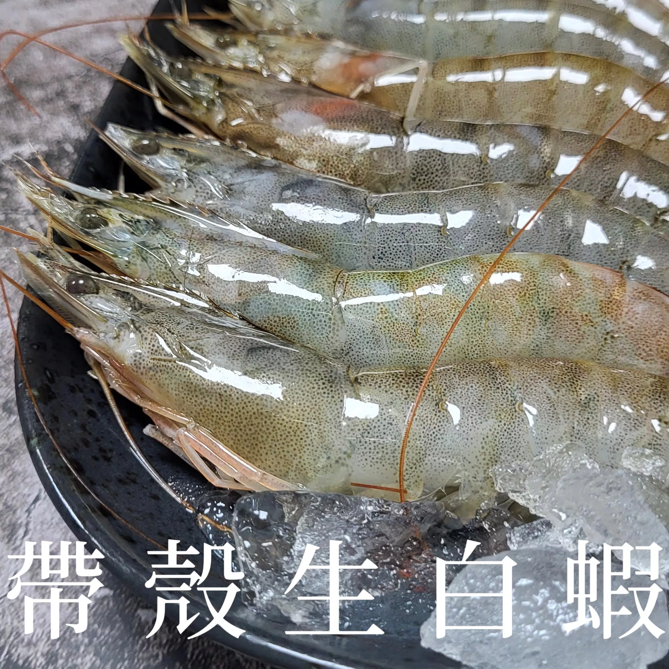 南美帶殼生白蝦