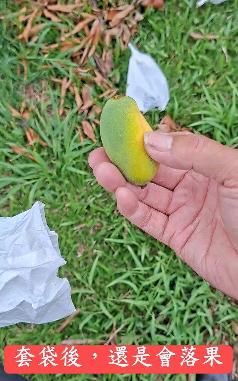 套袋後的查巡
