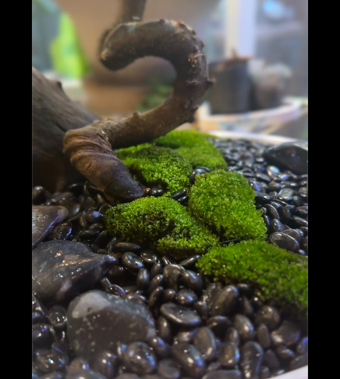 植栽造景