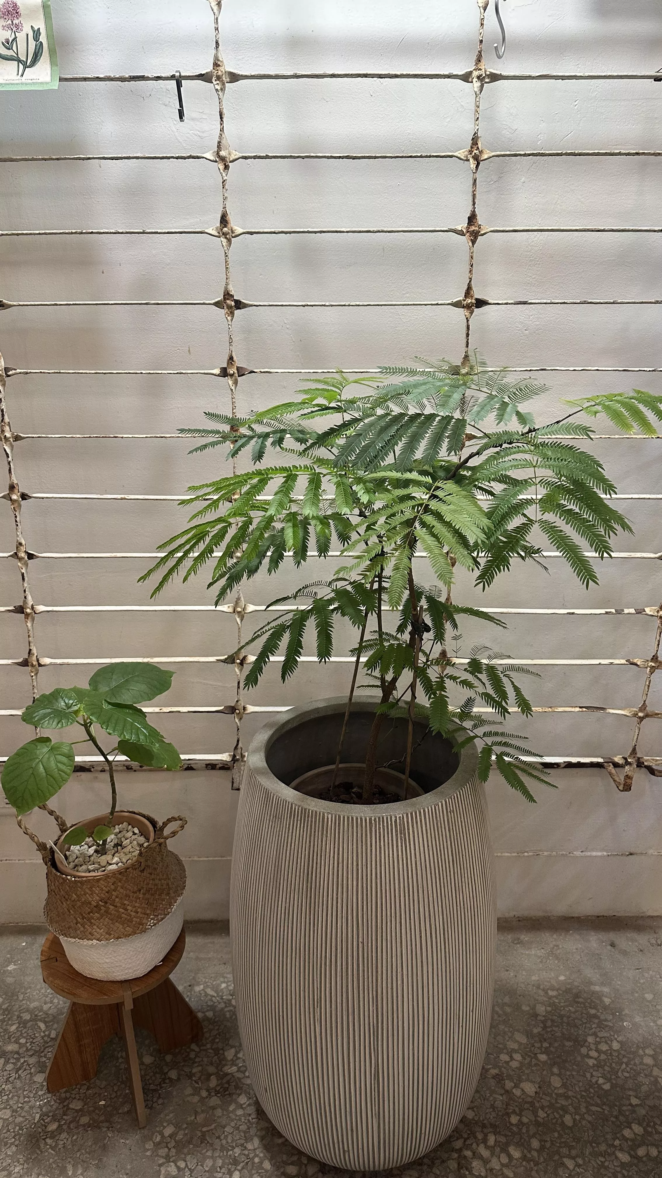 實生小豆樹