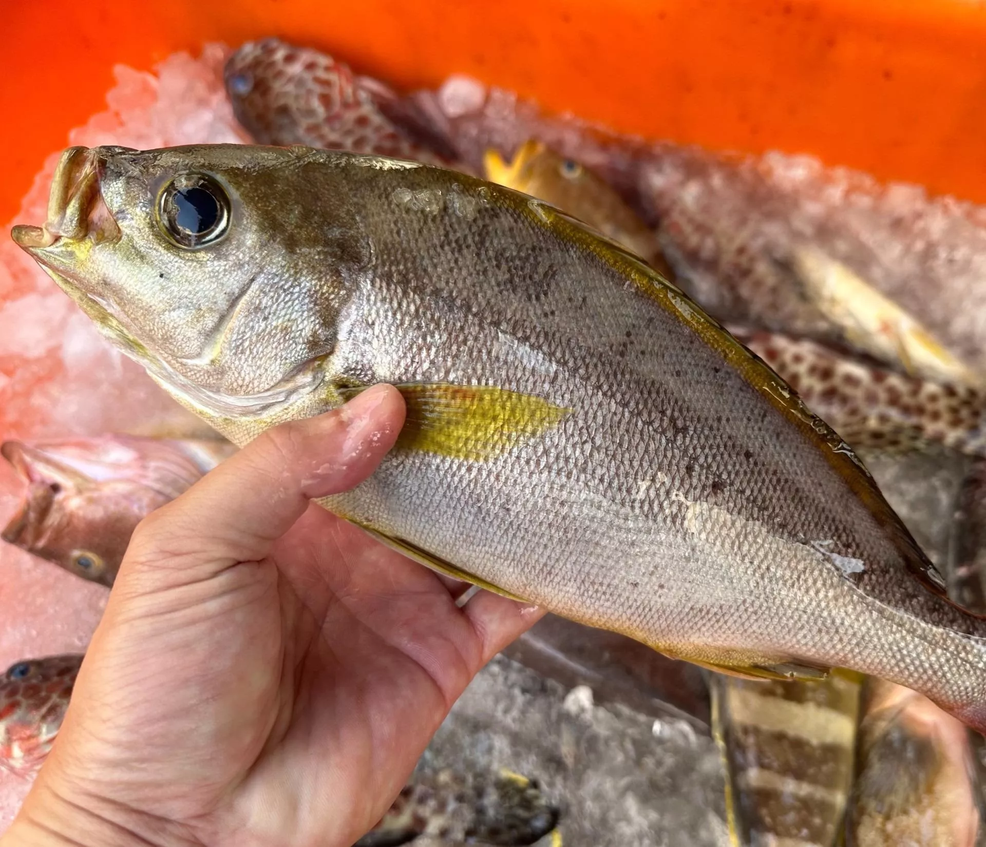 黃雞魚
