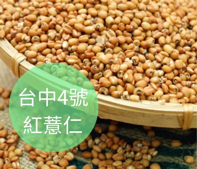 穀物界的紅寶石：國產紅薏仁完整導讀與生活實作指南