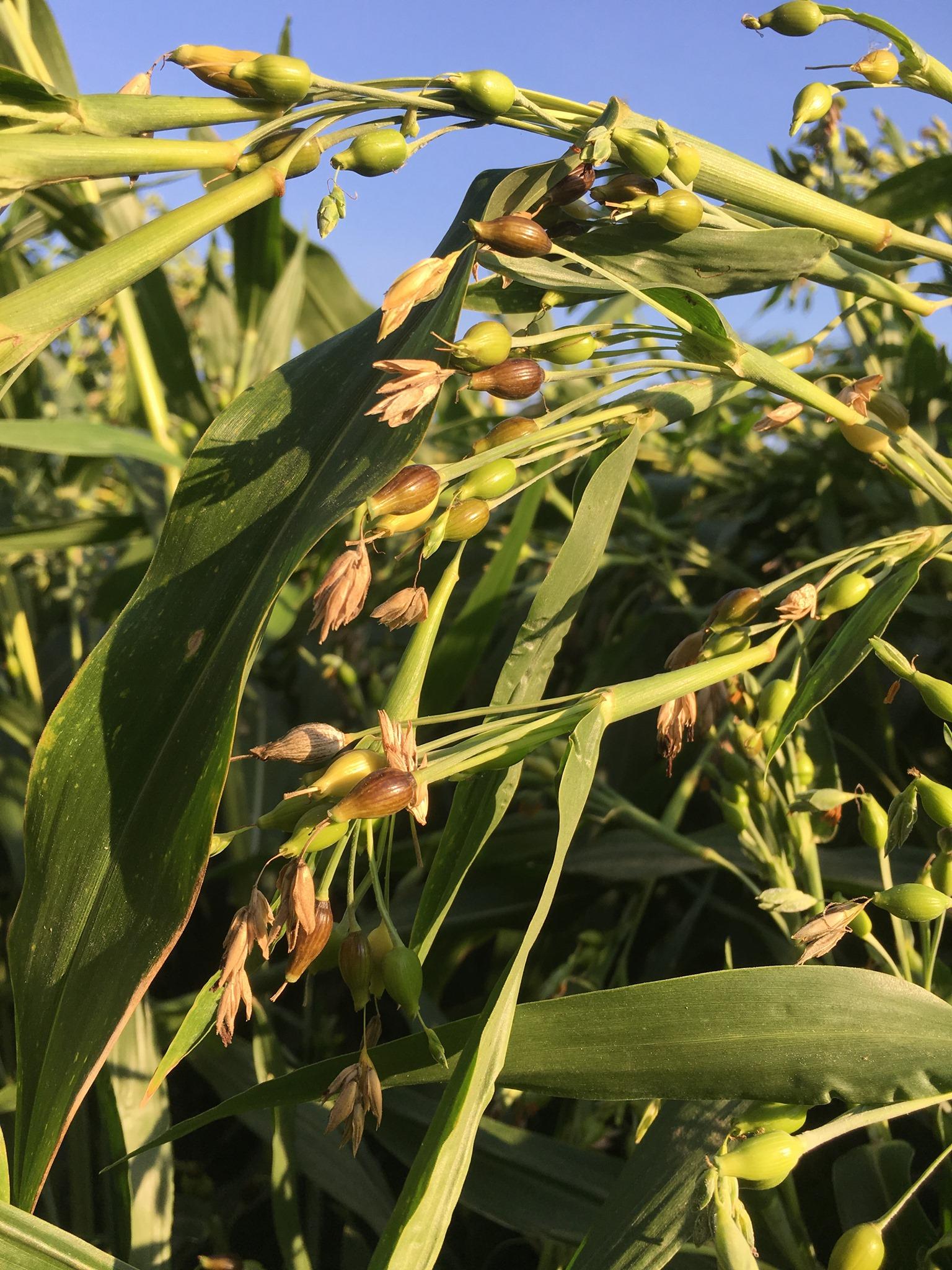 台灣紅薏仁契作田區