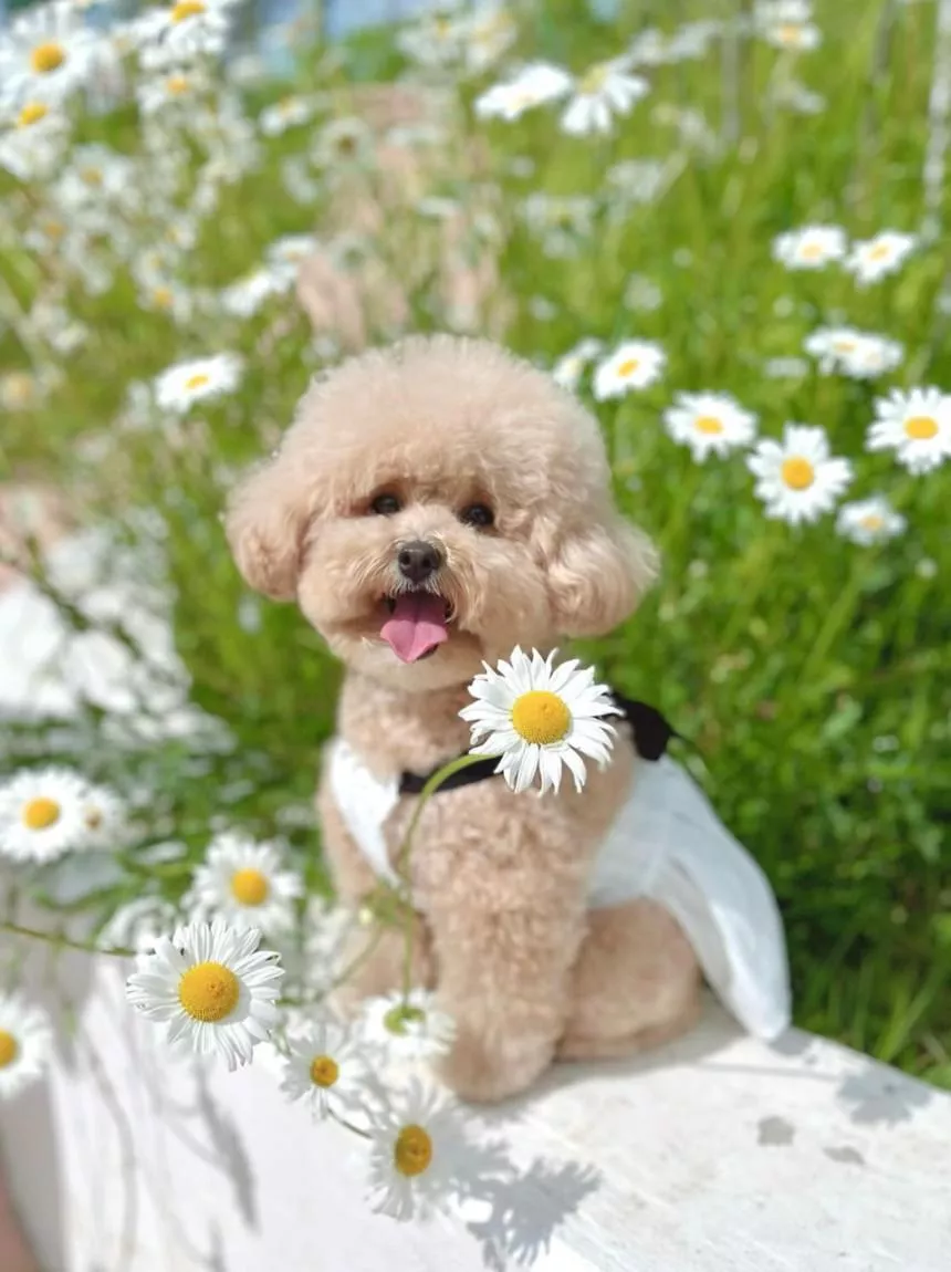 韓國小選品 蝴蝶結氣質赫本風洋裝